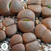 lithops hookeri v subfenestrata C175 / 40 seeds (Living stones)